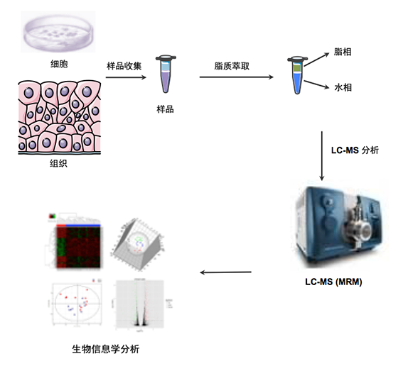 脂质代谢组学研究(Lipidomics)