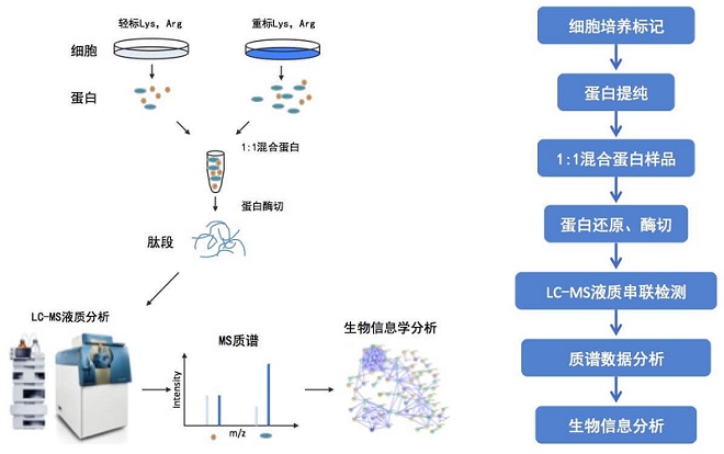 SILAC定量蛋白组学实验流程