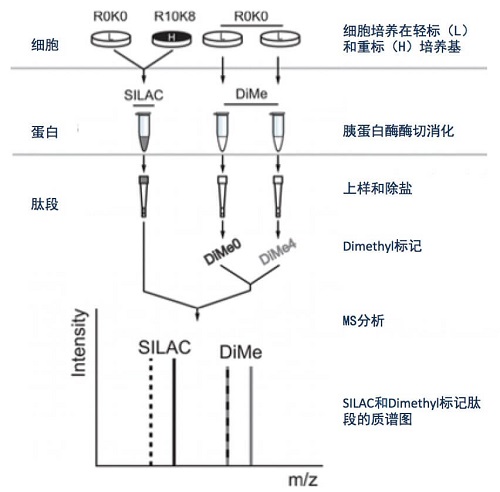 SIALC与Dimethyl标记法对比