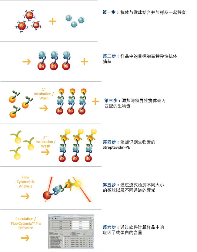 流式细胞因子检测