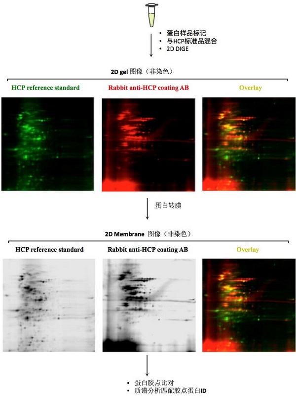 百泰派克公司基于2D DIGE和Western Blot技术，提供一站式高效精准的宿主蛋白残留分析服务技术包裹