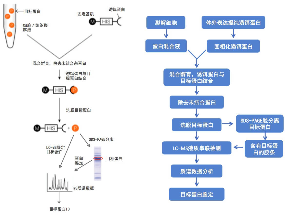 Pull-down蛋白鉴定流程