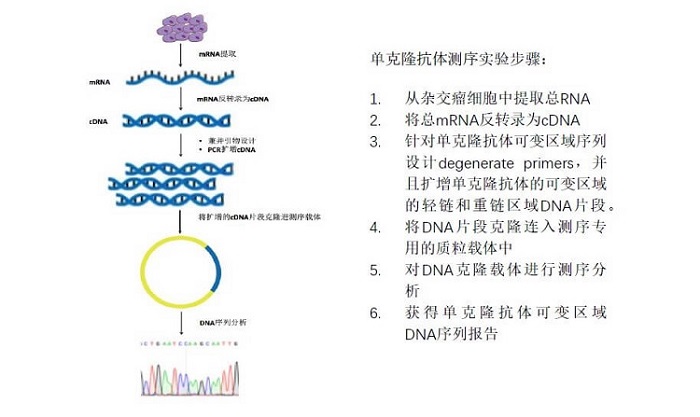 单克隆抗体测序服务实验流程3