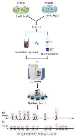 组蛋白翻译后修饰鉴定研究路线