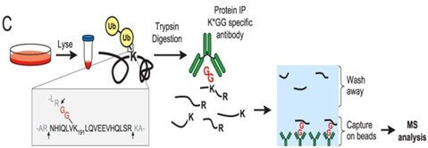 泛素化修饰研究路线