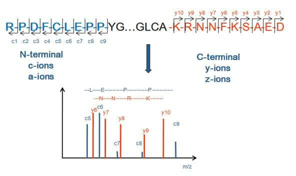 基于Peptide Mapping的蛋白N端和C端测序的基本与原理