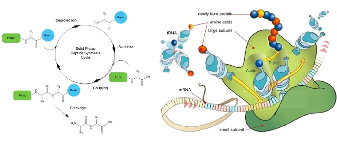 多肽固相合成原理（百泰派克（BiotechPack）主要采用Fmoc合成法。