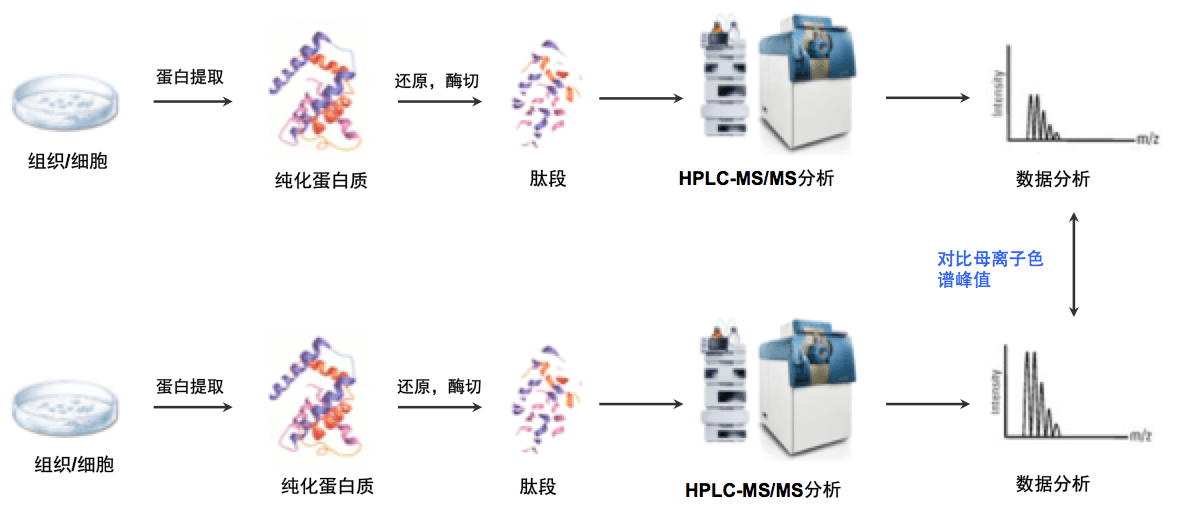 Label Free定量蛋白组学服务流程