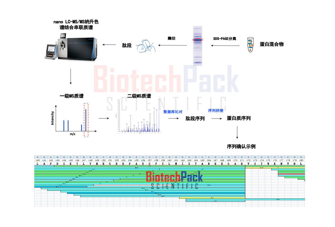 蛋白质测序示意图