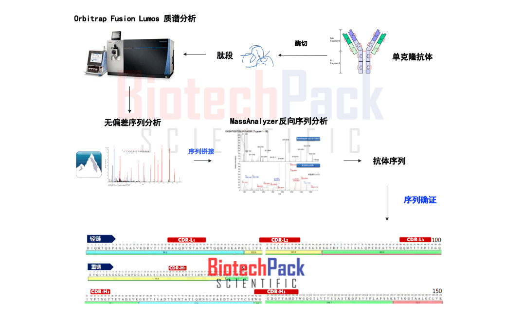 抗体测序示意图