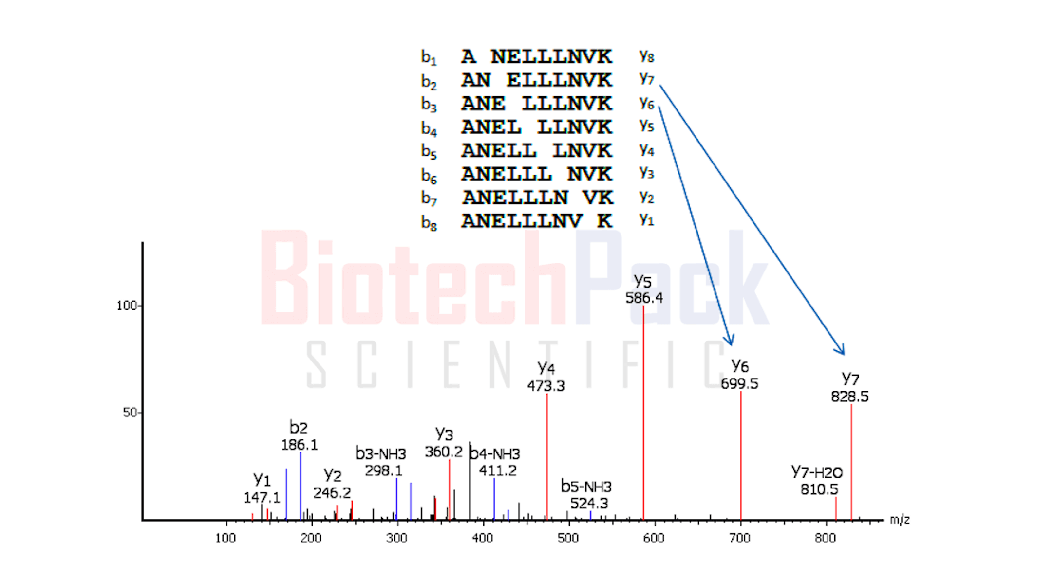 多肽从头测序 高质量光谱理论碎片离子示意图