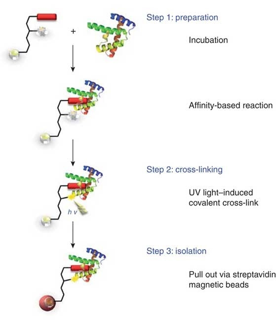 交联法蛋白质相互作用分析