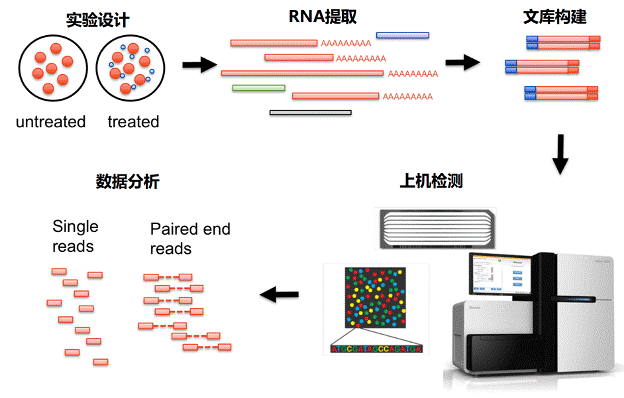 真核无参转录组测序实验流程